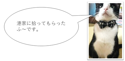 先住猫ふーの写真です